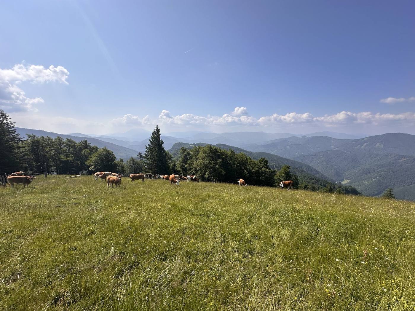 Alpine pasture on the Muckenkogel — meadows and the Voralpen panorama